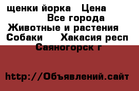 щенки йорка › Цена ­ 15 000 - Все города Животные и растения » Собаки   . Хакасия респ.,Саяногорск г.